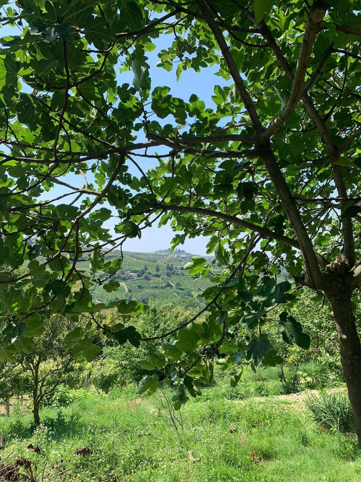 Agriturismo Cascina Anri Mango Exterior photo